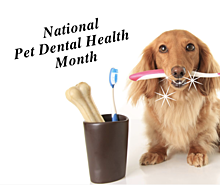 Pet Dental Health