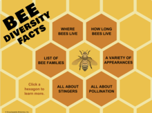 Bee Diversity Facts