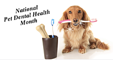 Pet Dental Health
