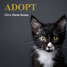 Adopt announcement