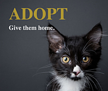 Adopt announcement