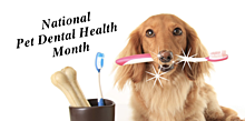 Pet Dental Health email