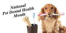 Pet Dental Health