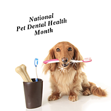 Pet Dental Health